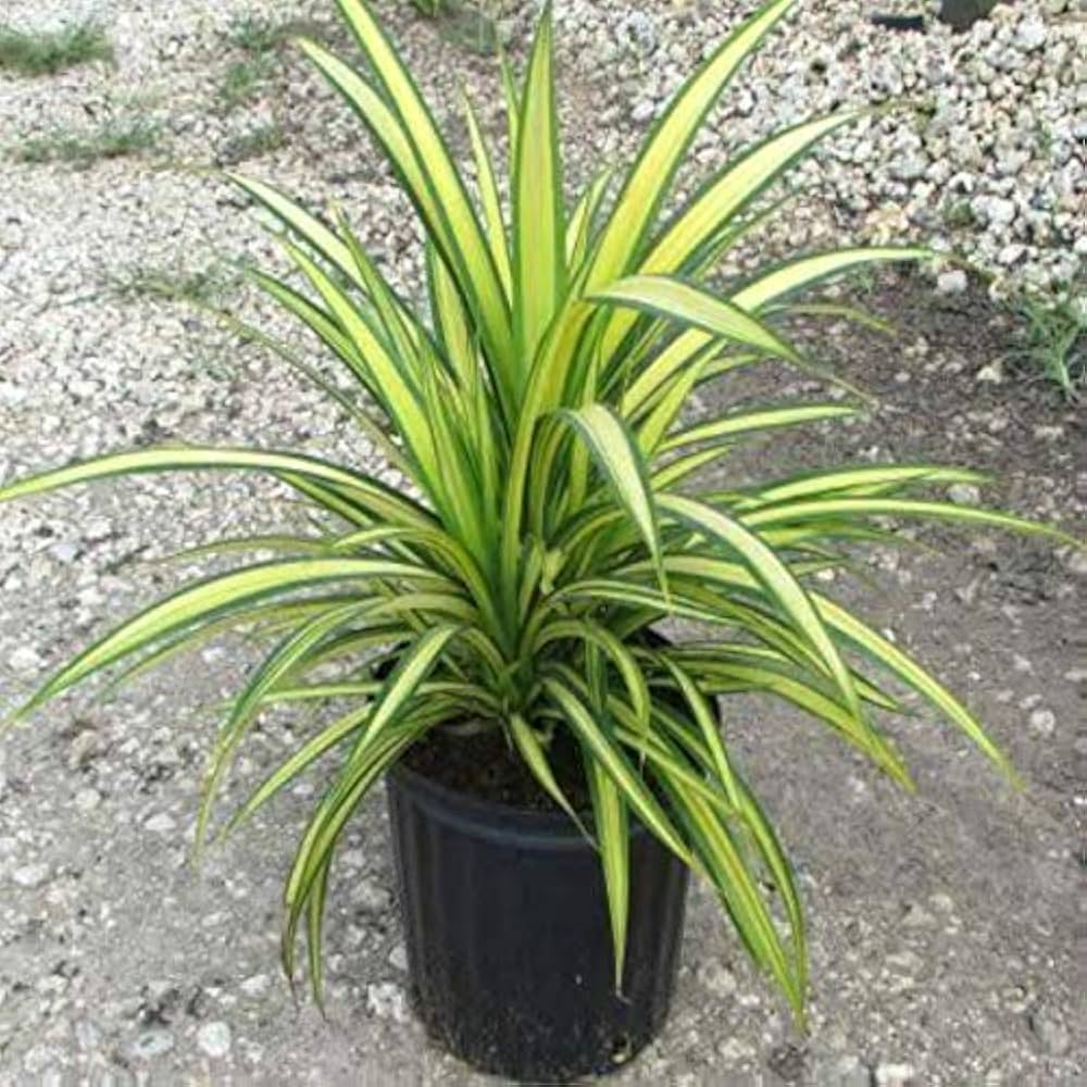 Variegated Pandanus  Indoor / Outdoor Live Plant