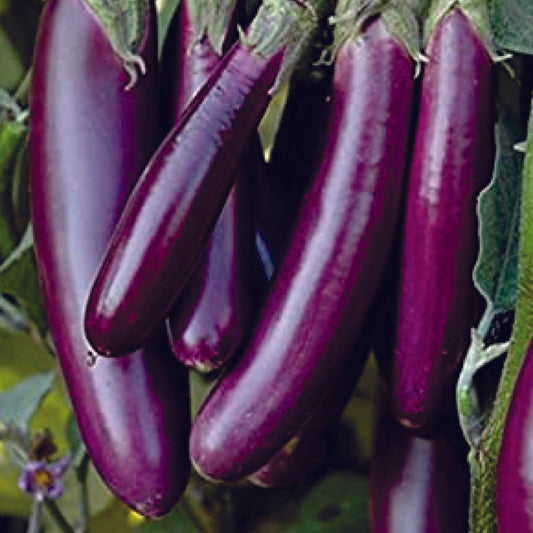 Organic Purple Long Brinjal Seeds - Open Pollinated