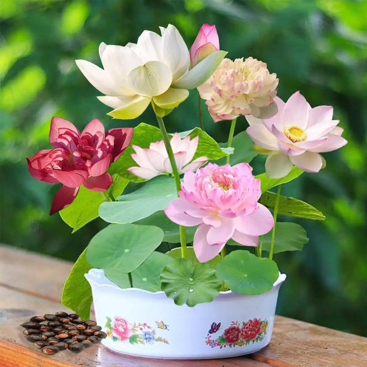 Bowl Lotus Mix  Seeds - Open Pollinated