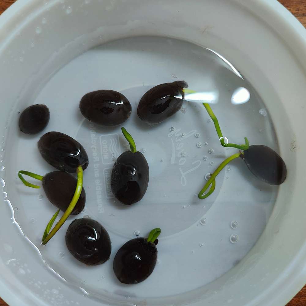 Bowl Lotus Mix  Seeds - Open Pollinated