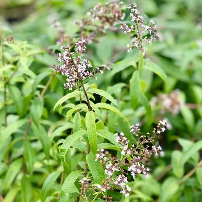 Lemon Verbena Spice/ Medicinal Live Plant