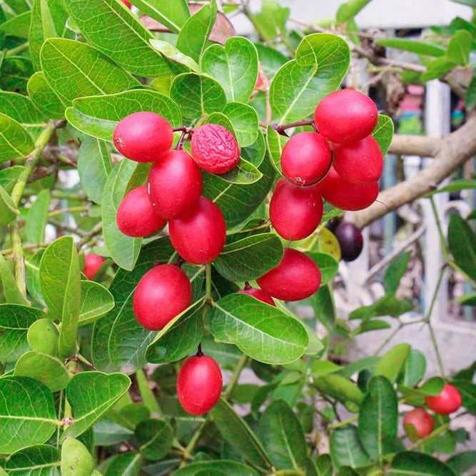 Miracle Fruit (Synsepalum dulcificum) Live Plant