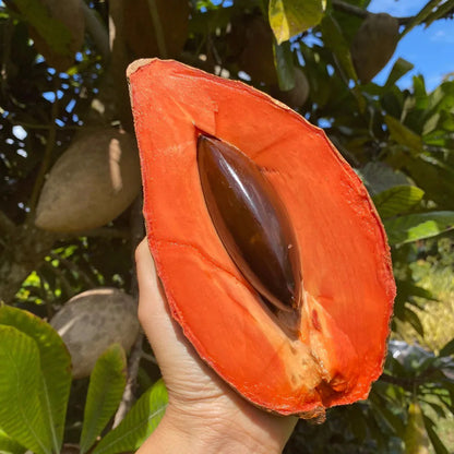 Mamey Sapota(Pouteria sapota) Fruit  Plant