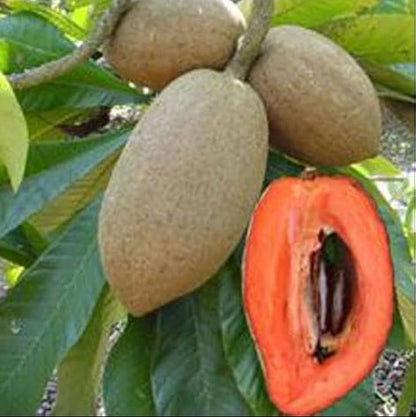 Mamey Sapota(Pouteria sapota) Fruit  Plant