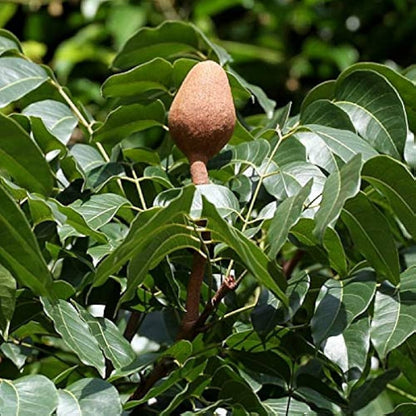 Mahogany (Swietenia macrophylla) Live Plant