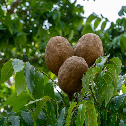 Mahogany (Swietenia macrophylla) Live Plant