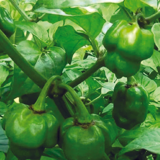 Organic Mali Chilli Seeds - Open Pollinated