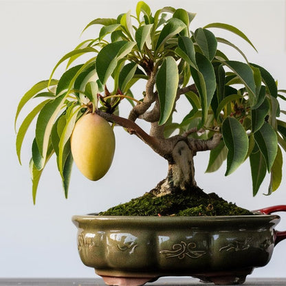 Neelam  Mango Bonsai Tree  Live Plant