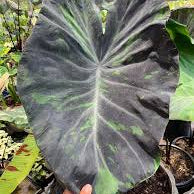 Colocasia ‘Midnight Esculenta’ – Rare Black Live plant