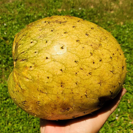 Mountain Soursop Live Plant (Annona Montana)