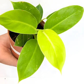 Moon Philodendron Live Plant