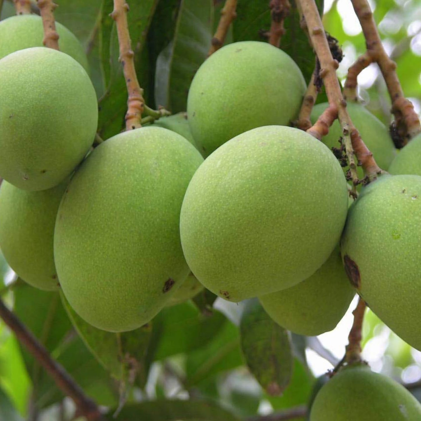 Moovandan Mango Live Plant