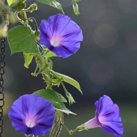 Morning Glory (Ipomoea) All Time Flowering Live Plant