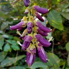 Purple Jadevine (Mucuna pruriens)  Seeds - Open Pollinated