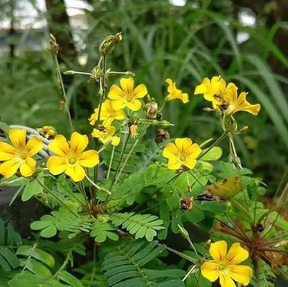 Mukkutti Yellow Flowering Live Plant