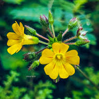 Mukkutti Yellow Flowering Live Plant