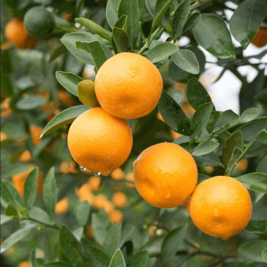 Nagpur Orange Grafted Live Plant