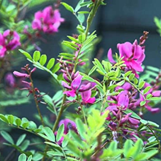 Organic Neela Amari/Avuri Seeds - Open Pollinated