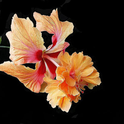 Hibiscus Orange Hanging Double Petal (Desi Variety) All Time Flowering Live Plant