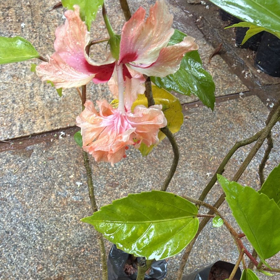Hibiscus Orange Hanging Double Petal (Desi Variety) All Time Flowering Live Plant