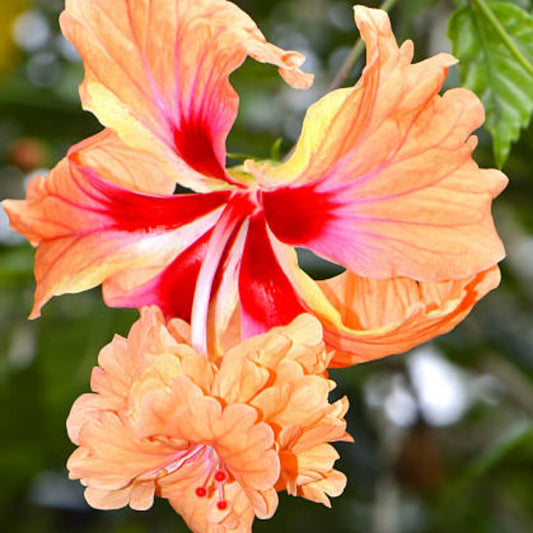 Hibiscus Orange Hanging Double Petal (Desi Variety) All Time Flowering Live Plant