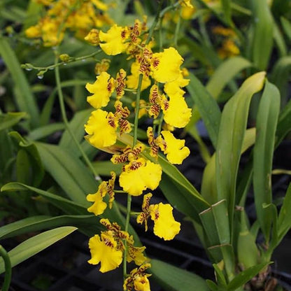 Oncidium Yellow (Dancing Doll Orchid) Live Plant