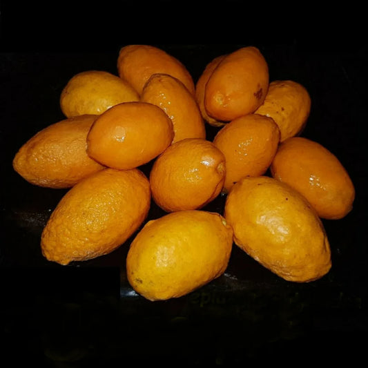 Olosappo (Manilkara hexandra ) Fruit Plant