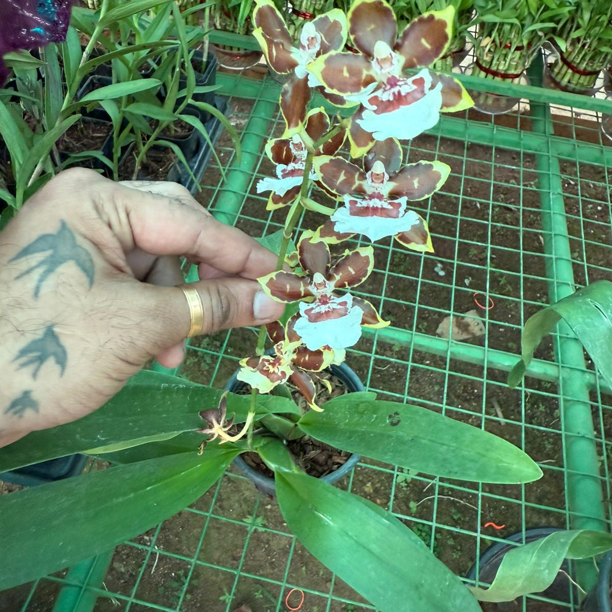 Oncidium Colmanara Jungle Monarch Orchid live plant