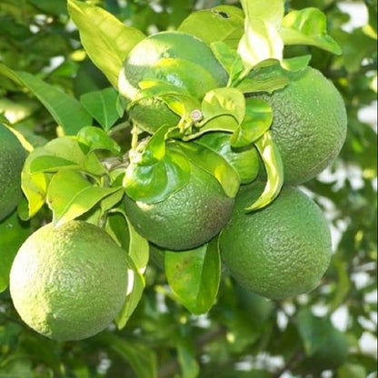Musambi / Sathukudi (Sweet Lemon) Live Fruit Plant