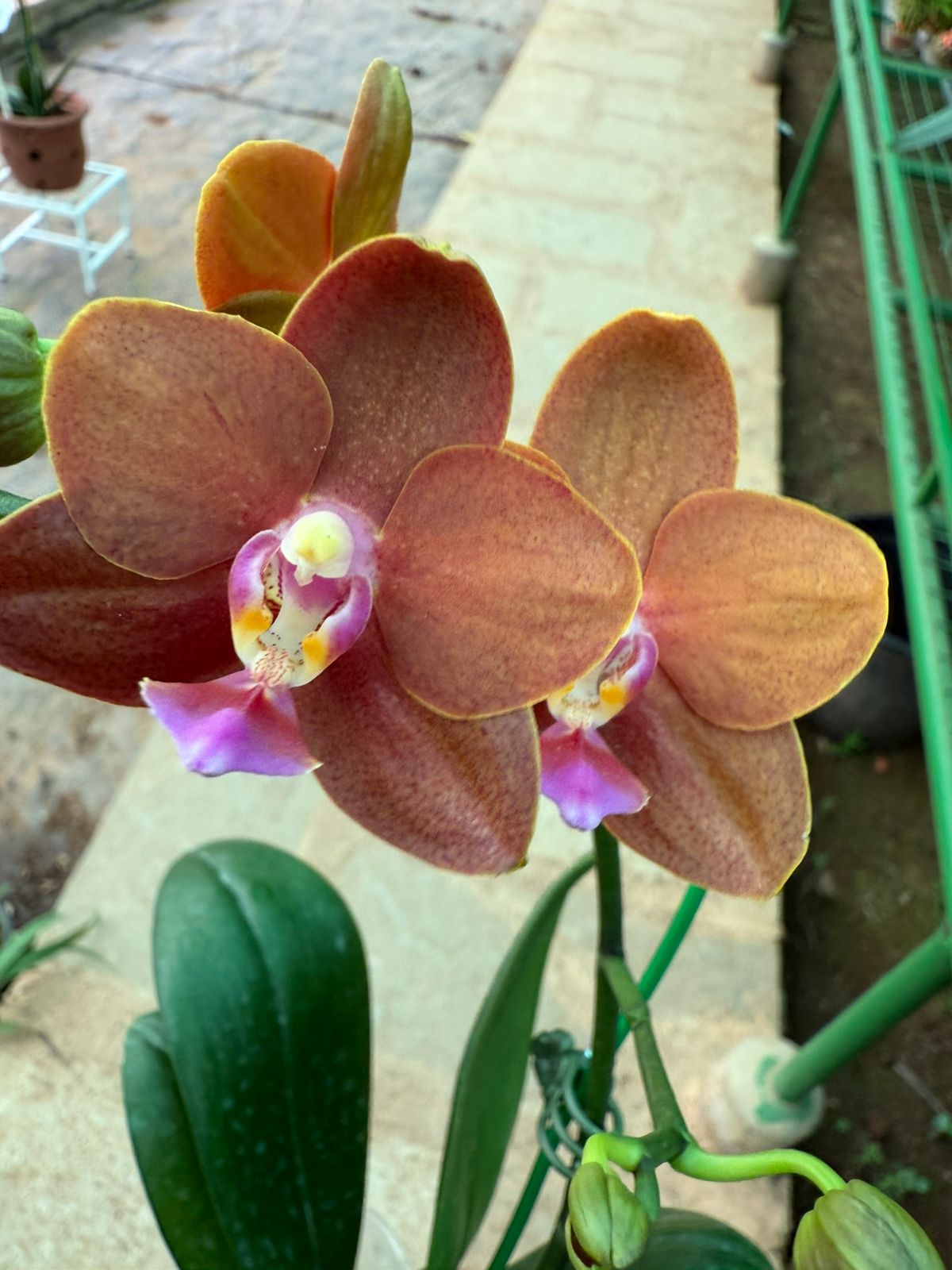 Phalaenopsis Lioulin Diana 'Maui sunset' highly fragrant Orchid live plant