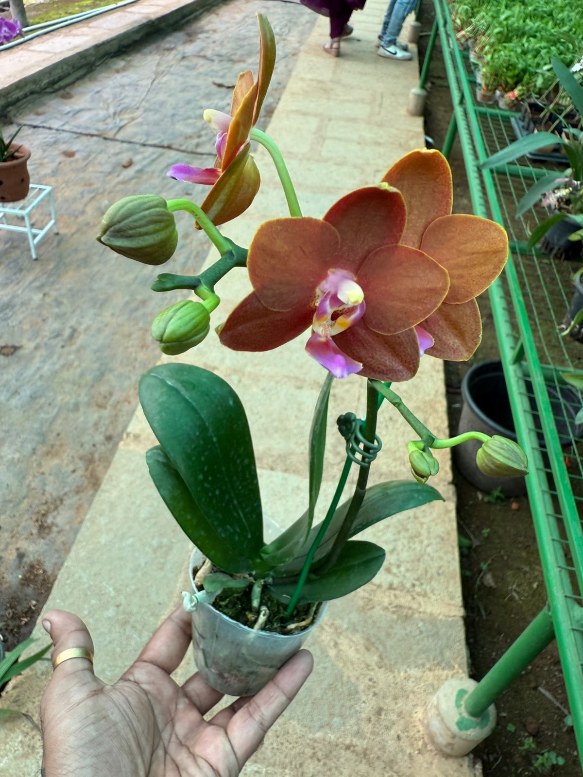 Phalaenopsis Lioulin Diana 'Maui sunset' highly fragrant Orchid live plant