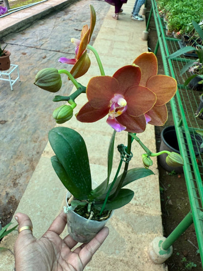 Phalaenopsis Lioulin Diana 'Maui sunset' highly fragrant Orchid live plant
