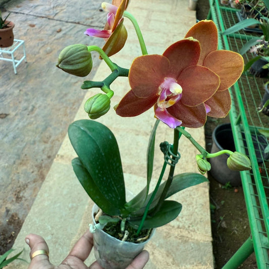 Phalaenopsis Lioulin Diana 'Maui sunset' highly fragrant Orchid live plant