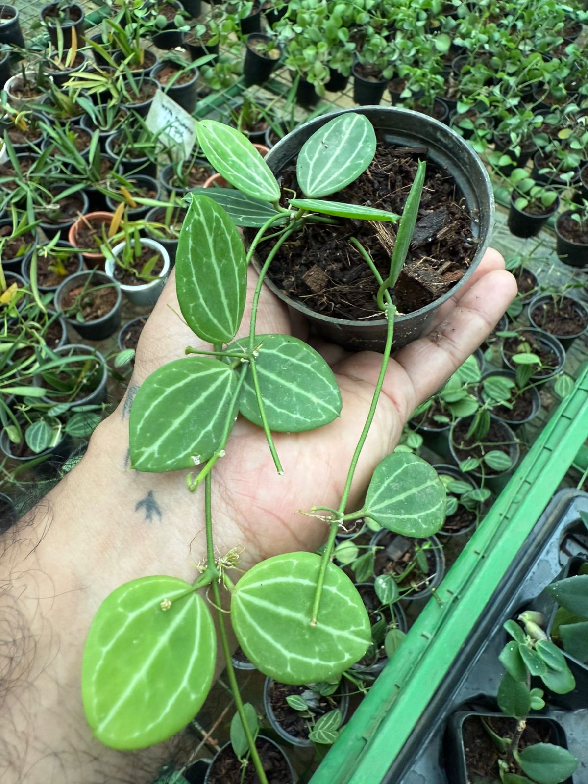 Dischidia Ovata( watermelon dischidia) Air Plant