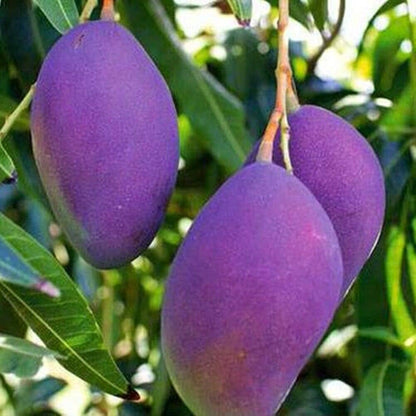 Nam Doc Mai Purple Mango Live Plant