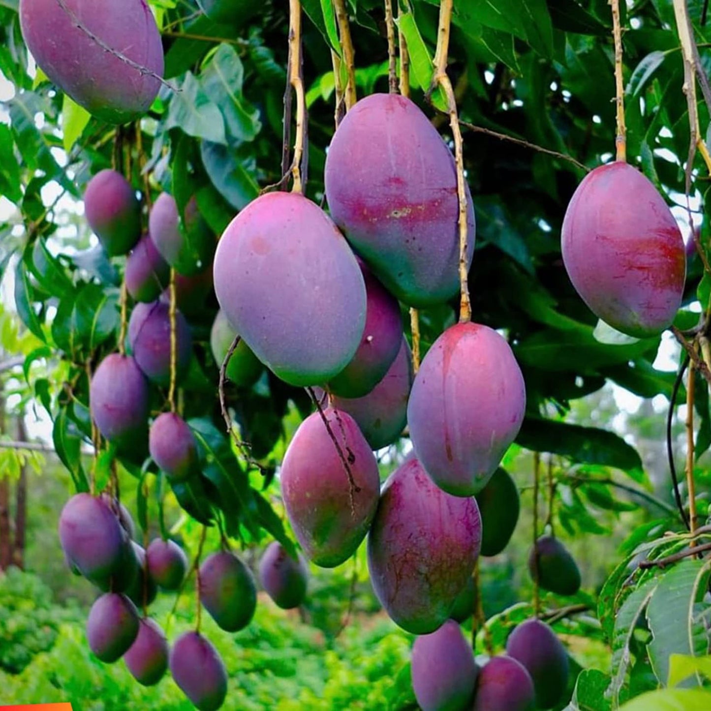 Nam Doc Mai Purple Mango Live Plant