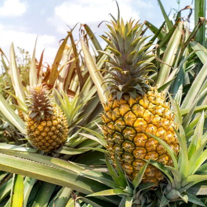 Pineapple (Ananas comosus) Live Fruit Plant