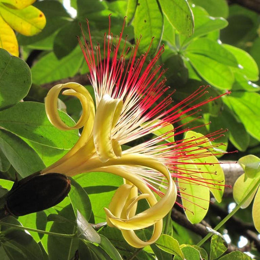 Pachira Aquatica /Money Tree  Flowering Live Plant