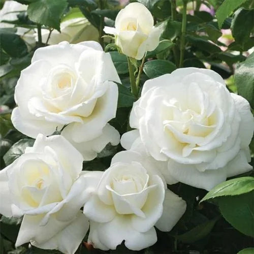 White Paneer Rose – Rare, Fragrant Rose Live plant