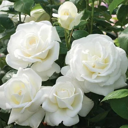 White Paneer Rose – Rare, Fragrant Rose Live plant