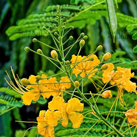 Peacock Flower / Rajamalli Yellow (Caesalpinia pulcherrima) Flowering Live Plant