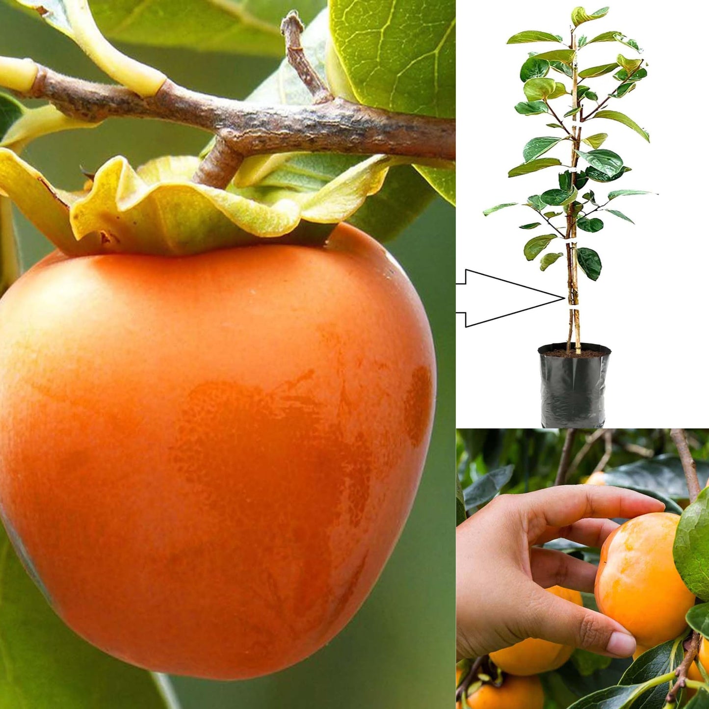 Persimmon  Fruit Live Plant