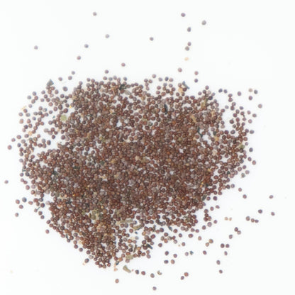 Petunia Multiflora Mix Seeds