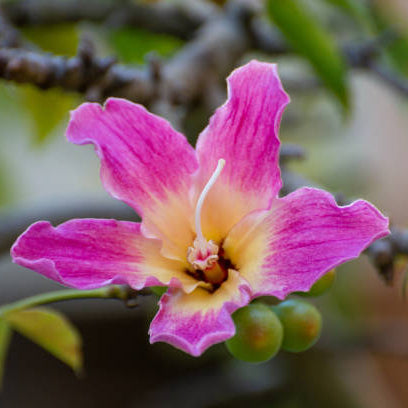 Pink Silk-Cotton Tree (Bombax ceiba) Rare Live Plant