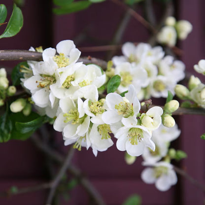 Japanese Quince White – Rare Flowering Plant