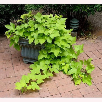 Sweet Potato Vine- Sakkaravalli Kilangu Live Plant