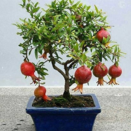 Pomegranate Bonsai Live Plant