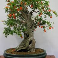 Pomegranate Bonsai Live Plant