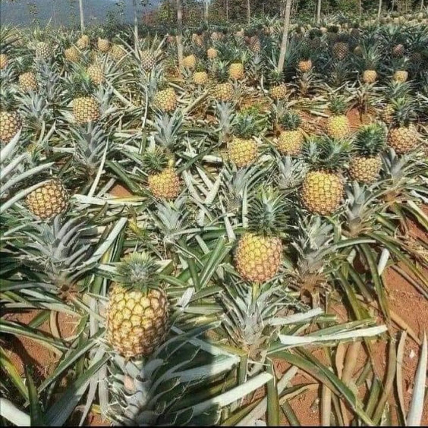 Pineapple (Ananas comosus) Live Fruit Plant