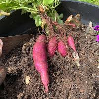 Sweet Potato Vine- Sakkaravalli Kilangu Live Plant